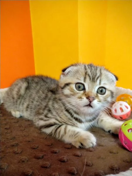 scottish fold gattini | Foto 0