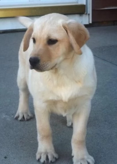 bello labrador , maschio e femmina,in regalo