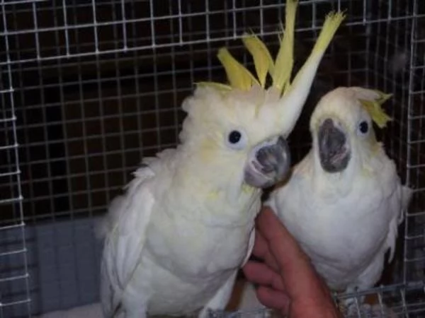cacatua gratis
