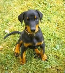  regalo cucciolo cuccioli di dobermann disponibili