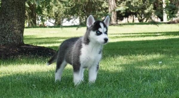 vendita preziosi siberian husky cuccioli per l'adozione