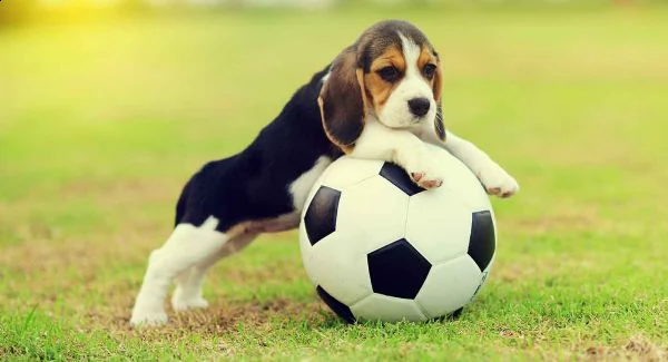 vendita cucciolo cuccioli di beagle tricolor e bianco arancio 