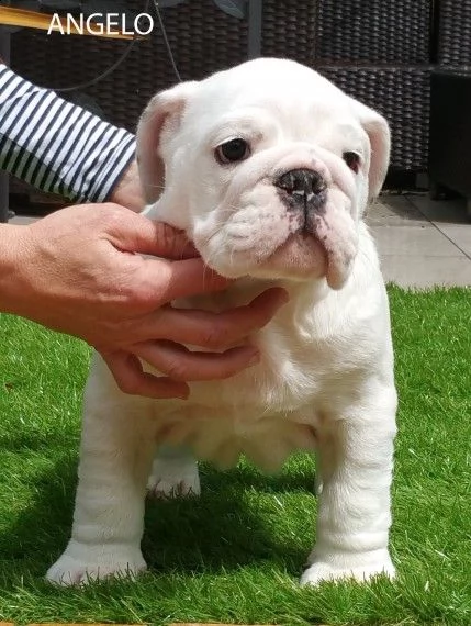 regalo bulldog inglese cuccioli disponibili