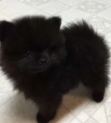 2 regalo  volpino pomerania mini toy 