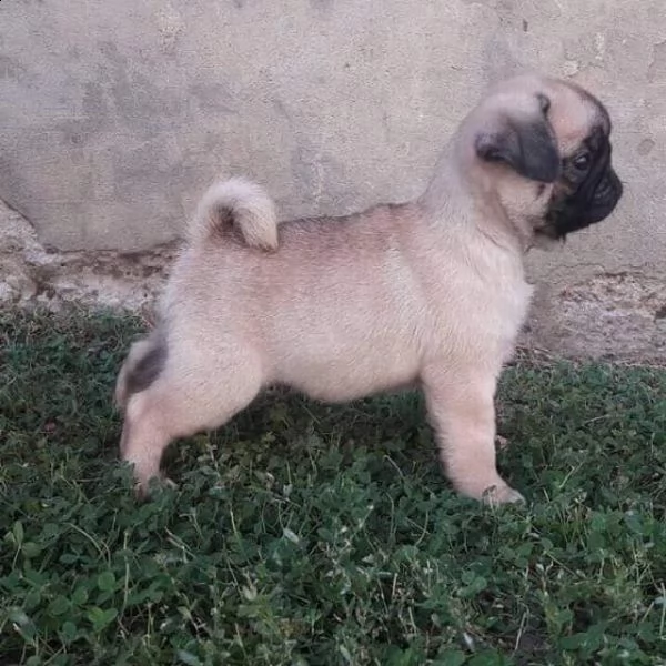 regalo carlino 