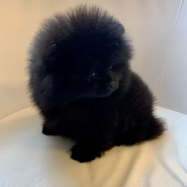 regalo  volpino pomerania mini toy  | Foto 0