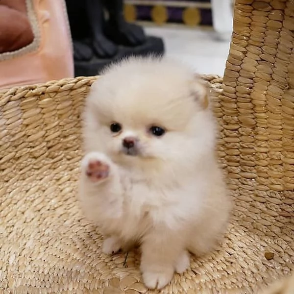 regalo  volpino pomerania mini toy 