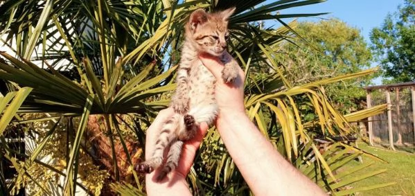 f2 savannah di 2 mesi | Foto 1