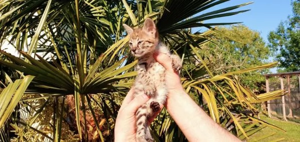 f2 savannah di 2 mesi | Foto 0