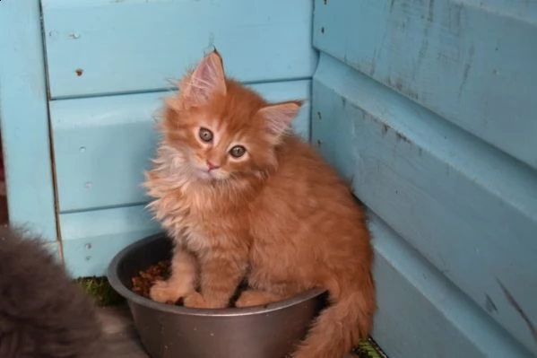 4 dolcissimi cuccioli di maine coon | Foto 2