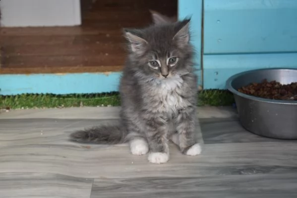 4 dolcissimi cuccioli di maine coon | Foto 1
