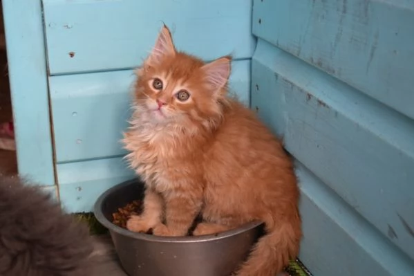 4 dolcissimi cuccioli di maine coon | Foto 0