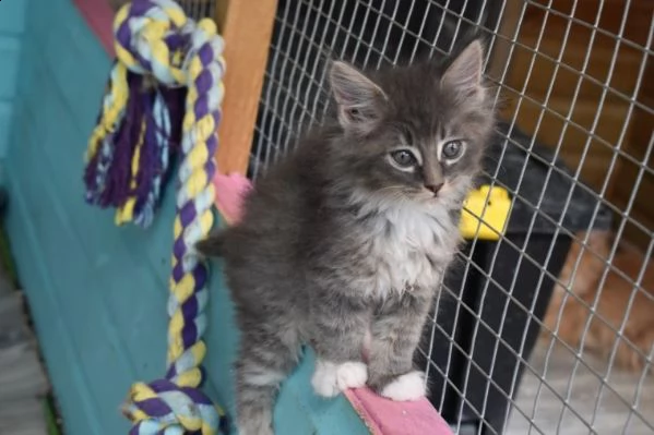 4 dolcissimi cuccioli di maine coon