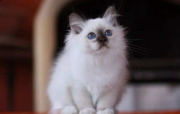 sacro di birmania gattini | Foto 2