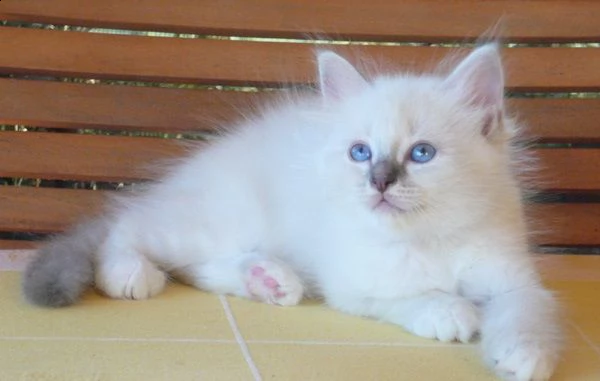 sacro di birmania gattini | Foto 1