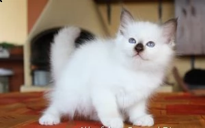 sacro di birmania gattini