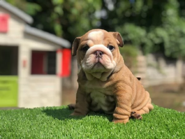 bulldog inglese 1 maschio 1 femmina | Foto 2