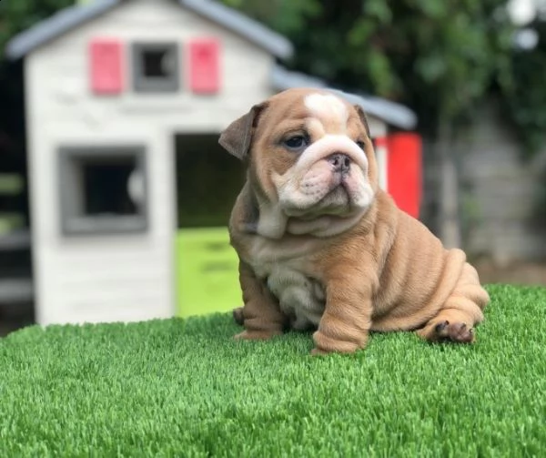 bulldog inglese 1 maschio 1 femmina | Foto 1