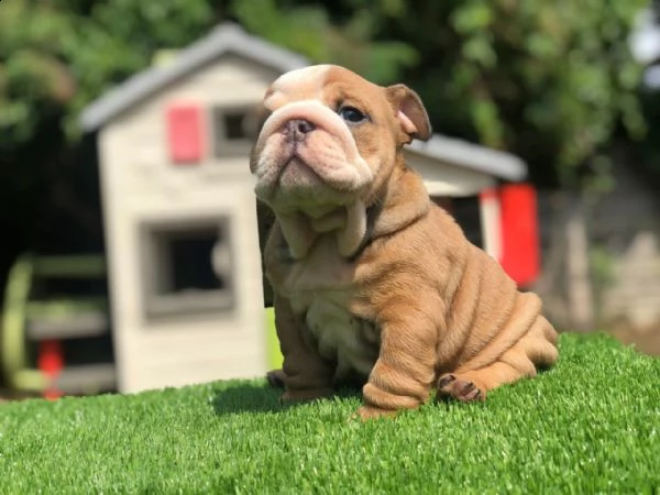 bulldog inglese 1 maschio 1 femmina | Foto 0