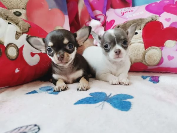 chihuahua teacup  toy