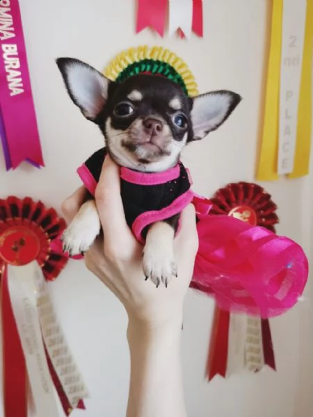 chihuahua teacup  toy | Foto 4