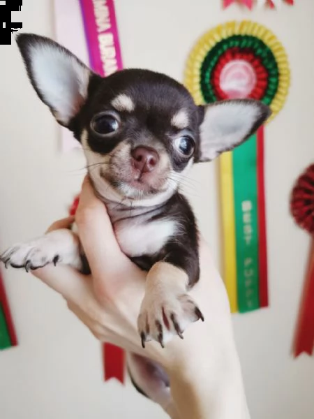 chihuahua teacup  toy | Foto 3