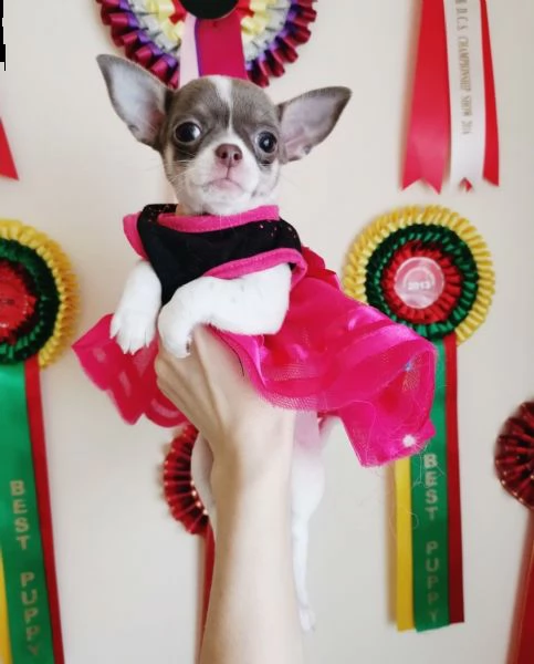 chihuahua teacup  toy | Foto 2