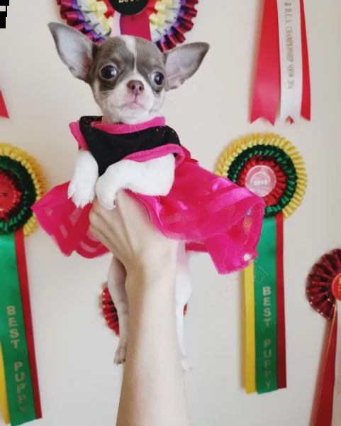 chihuahua teacup  toy | Foto 1