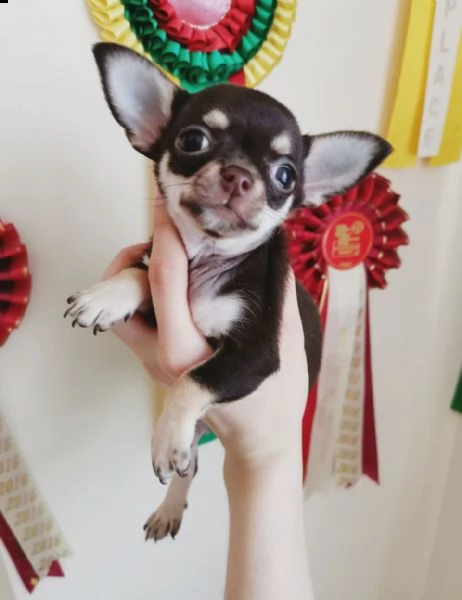 chihuahua teacup  toy | Foto 0