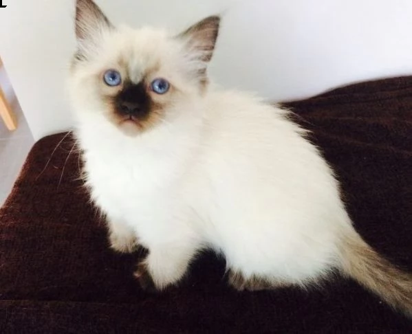 sacro di birmania | Foto 4