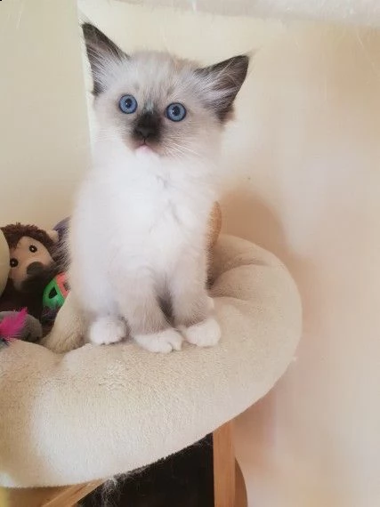 sacro di birmania | Foto 3