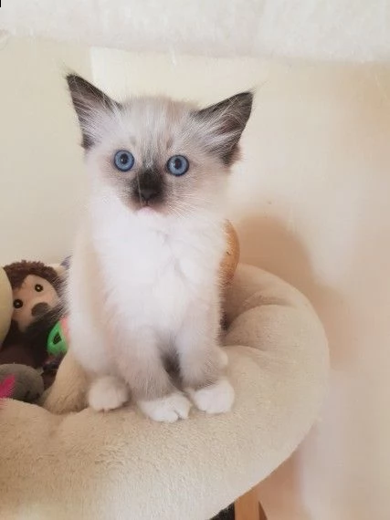 sacro di birmania | Foto 1