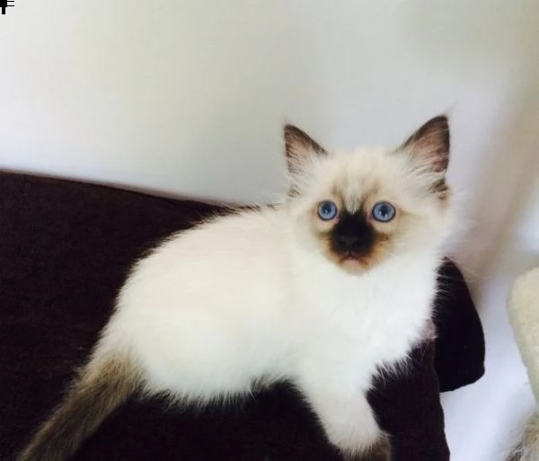 sacro di birmania | Foto 0