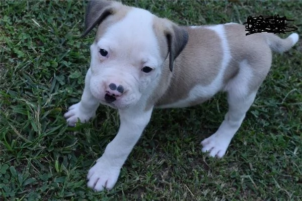american pitbull terrier red nose | Foto 2