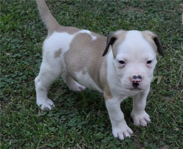 american pitbull terrier red nose | Foto 1