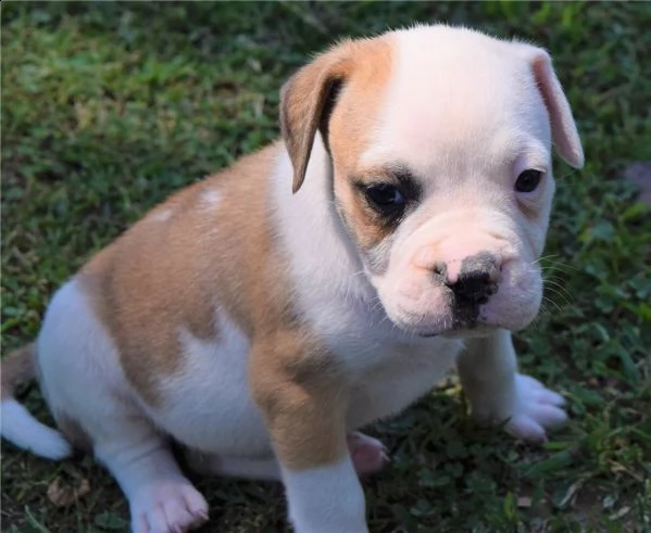 american pitbull terrier red nose | Foto 0