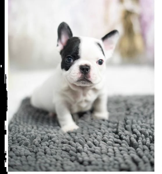 cuccioli molto belli del bulldog francese della tazza da the | Foto 0