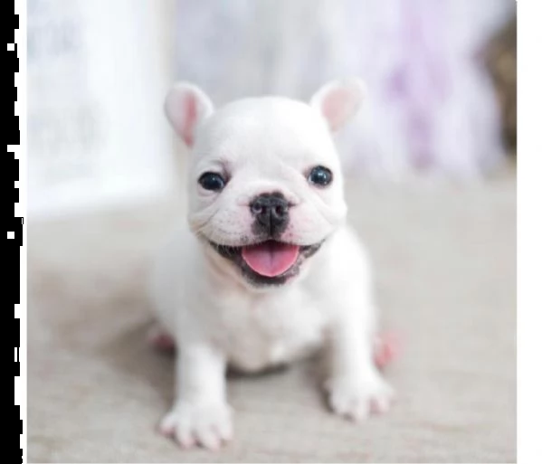 cuccioli molto belli del bulldog francese della tazza da the