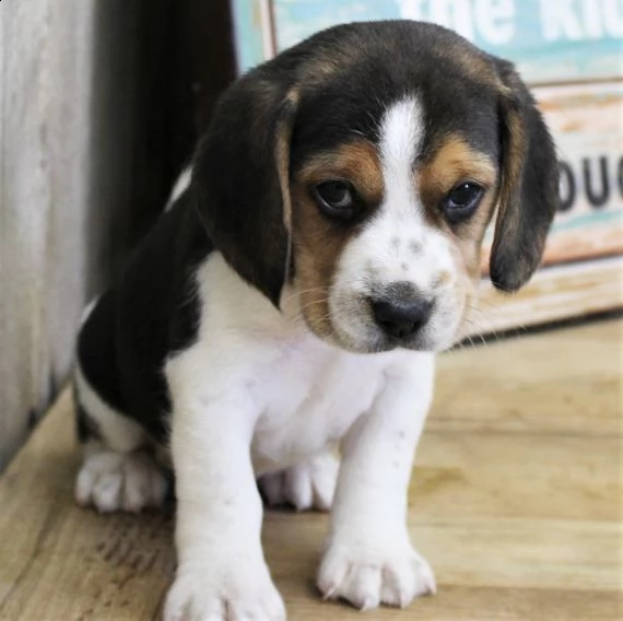 regalo beagle