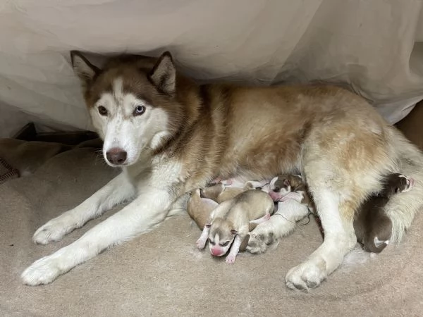 Cuccioli Siberian Husky | Foto 7