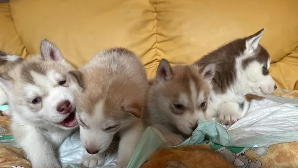 Cuccioli Siberian Husky | Foto 6