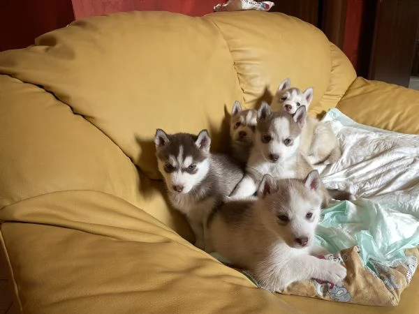 Cuccioli Siberian Husky | Foto 5