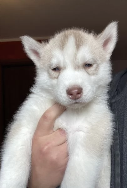 Cuccioli Siberian Husky | Foto 3