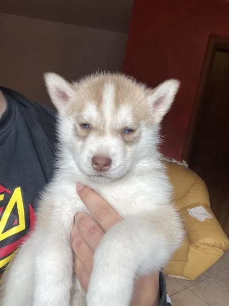 Cuccioli Siberian Husky | Foto 2