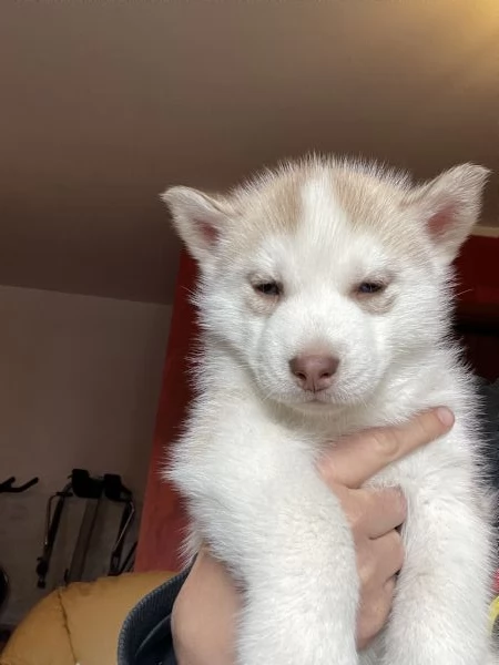 Cuccioli Siberian Husky | Foto 1