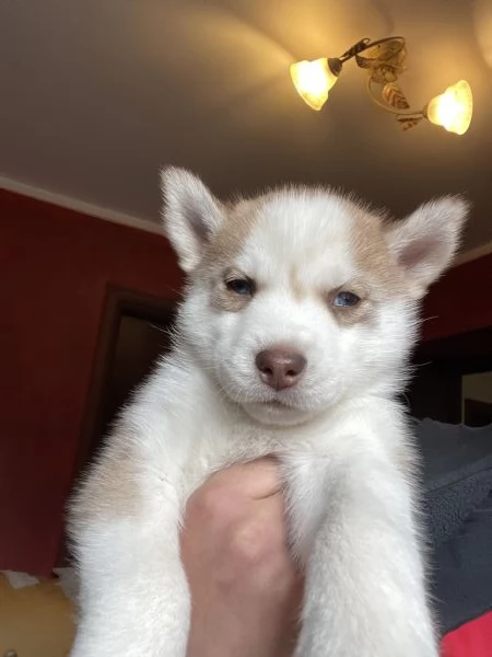 Cuccioli Siberian Husky | Foto 0