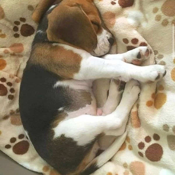 regalo beagle 