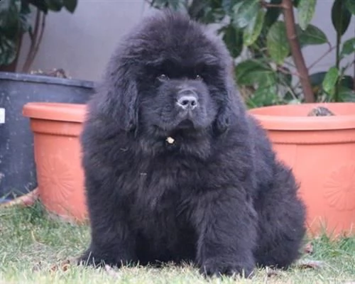 vendita cuccioli di cane di terranova