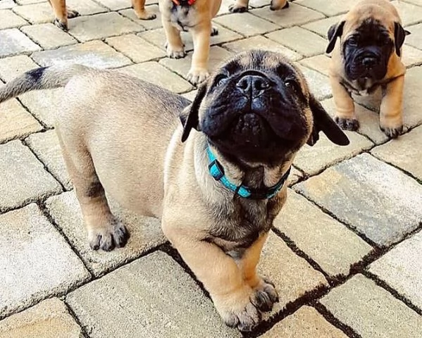 bellissimo cucciolo razza bullmastiff