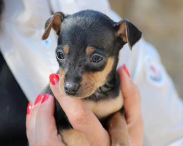 cuccioli pinscher toy nero focato maschio femmina | Foto 0